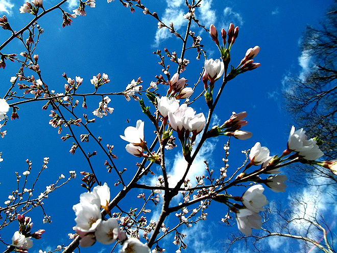 Cherry Blossom　愛の色