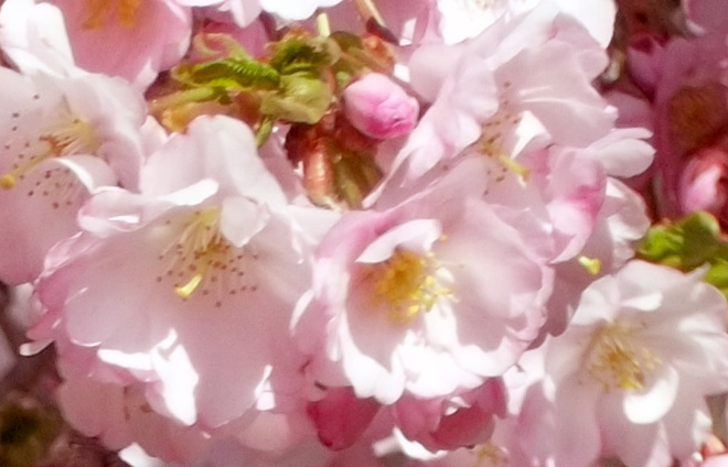 11114u.com-cherry-blossom